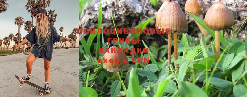 MEGA зеркало  цена наркотик  Калининск  Галлюциногенные грибы Psilocybe 